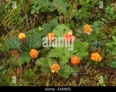 Cloud-Beere, nordic berry Stockfoto