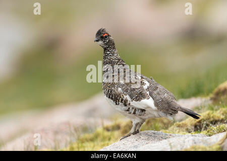 Alpenschneehuhn (Lagopus Mutus) Männchen im Sommer Gefieder in hochgelegenen Lebensraum Stockfoto