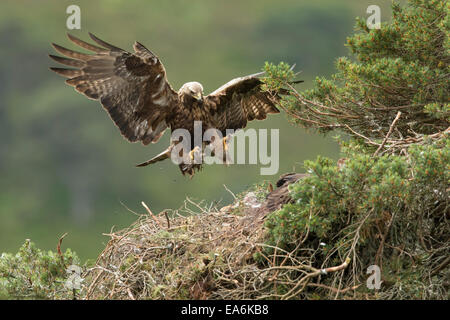 Steinadler (Aquila Chyrsaetos) Männchen fliegen in Nistplatz mit Beute für Küken, Cairngorms National Park, Schottland Stockfoto