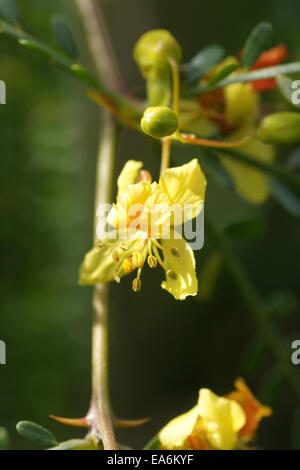 Mexikanische Palo verde Stockfoto