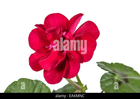 Blume von Geranien, Pelargonien, lat. isoliert auf weißem Hintergrund Stockfoto