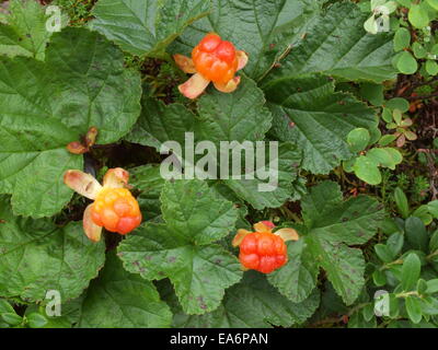 Cloud-Beere, nordic berry Stockfoto