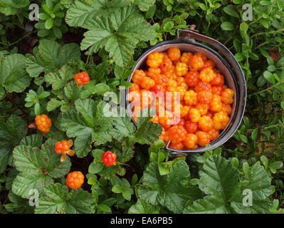 Cloud-Beere, nordic berry Stockfoto