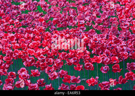 Keramikmohn aus Blut Swept Lands and Seas of Red im Tower of London, Großbritannien, anlässlich des hundertjährigen Bestehens des Ersten Weltkriegs Stockfoto