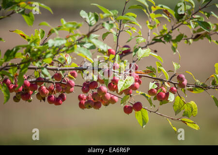 Ein Zweig voll von roten Holzäpfel. Stockfoto