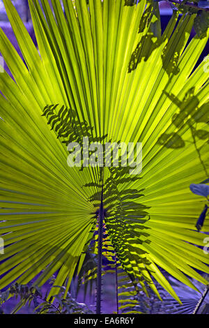 Nahaufnahme von einem Fan Palmwedel. Stockfoto