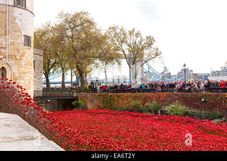 Tower of London Mohn Stockfoto