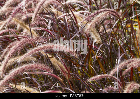 Zierpflanzen Stockfoto