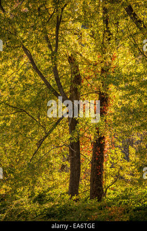 Woodland Scenic - Herbst in New Hampshire, USA. Stockfoto