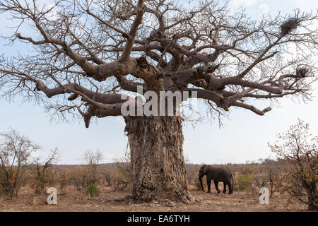 Afrikanische Baobab (Affenbrotbäume Digitata) und Elefanten (Loxodonta Africana), Krüger Nationalpark, Südafrika Stockfoto