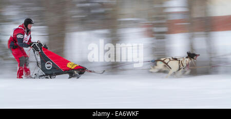 Rennen, Husky, Schnee, Wald, Hundeschlittenfahrten, Mushing Stockfoto