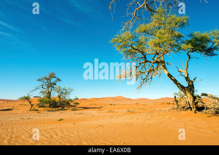 Sossusvlei Dünen in Namibia Stockfoto