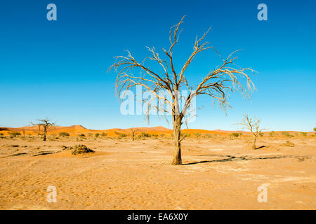 Toter Baum im trockenen Flussbett, Sossusvlei, Namibia Stockfoto