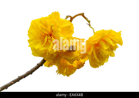 Gelb und Blumen von Cochlospermum Regium oder Butter Doppelbecher isoliert auf weiss mit Schneidepfade Stockfoto