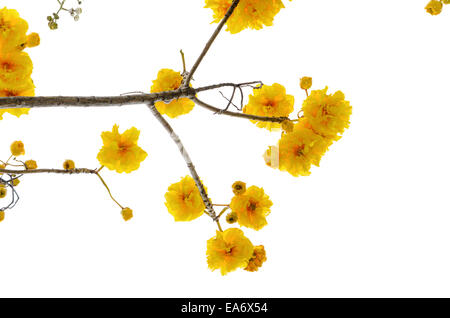 Gelb und Blumen von Cochlospermum Regium oder Butter Doppelbecher isoliert auf weiss mit Schneidepfade Stockfoto