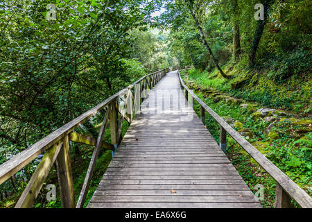 Wandern, hölzernen Durchgang oder luxuriöse Waldweg in der Nähe der Queimadela-Damm in Fafe Portugal Stockfoto