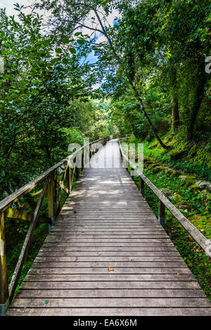Wandern, hölzernen Durchgang oder luxuriöse Waldweg in der Nähe der Queimadela-Damm in Fafe Portugal Stockfoto