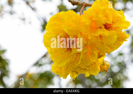 Gelb und Blumen von Cochlospermum Regium oder Butter Doppelbecher am Baum Stockfoto