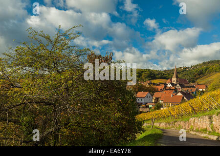 Das Dorf Niedermorschwihr inmitten von Weinbergen im Elsass/Frankreich. Stockfoto