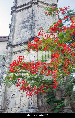 Ein Flame Tree Delonix Regia, aka Royal Poinciana oder extravagant, ist ein Mitglied der Familie Bohne (Leguminosae). Kirchturm. Stockfoto