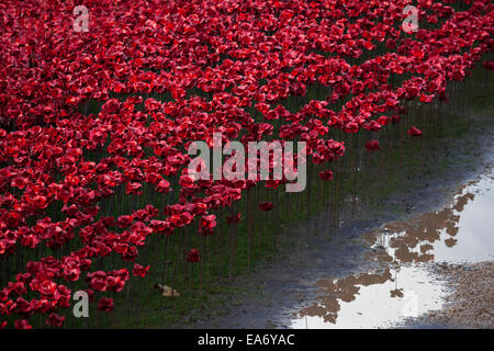 Nahaufnahme von der Keramik Mohn Installation auf den Tower of London, November 2014 mit Reflexionen für die Hundertjahrfeier WW1 gepflanzt. Stockfoto