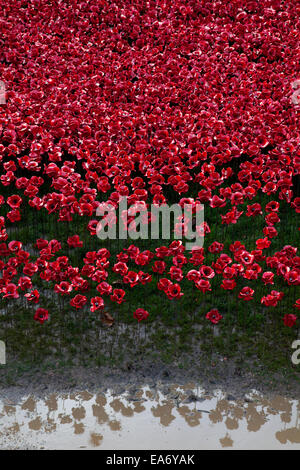 Nahaufnahme von der Keramik Mohn Installation auf den Tower of London, November 2014 mit Reflexionen für die Hundertjahrfeier WW1 gepflanzt. Stockfoto