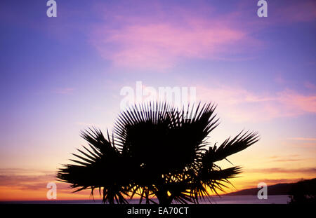 Palme im Park über Santa Monica Beach bei Sonnenuntergang Stockfoto