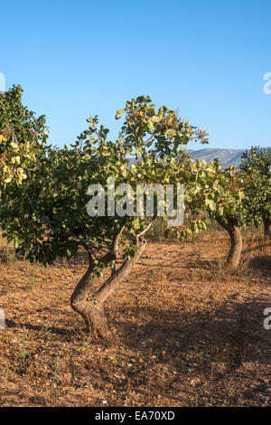 Pistazienbäume in Griechenland. Pistazien-Plantage Stockfoto