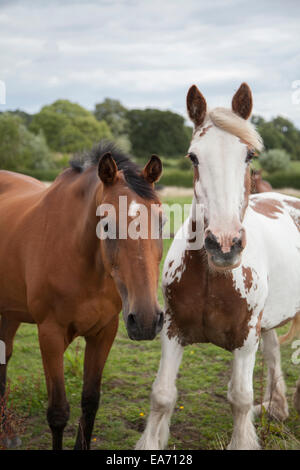 Zwei Pferde in einem Feld außerhalb stehend auf einen trockenen Tag Stockfoto