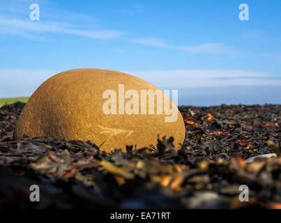 Impets und Seepocken auf dem Felsen, Atlantik Stockfoto