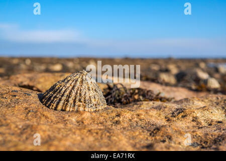 Impets und Seepocken auf dem Felsen, Atlantik Stockfoto