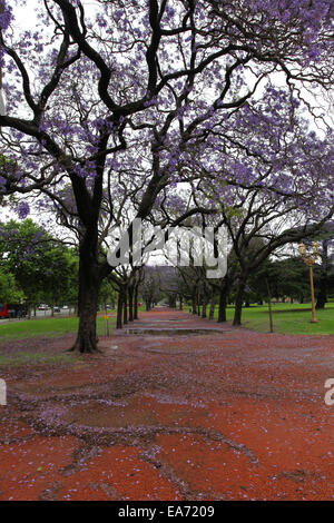 Jacaranda Bäumen im 'Palermo Woods'. Buenos Aires, Argentinien. Stockfoto