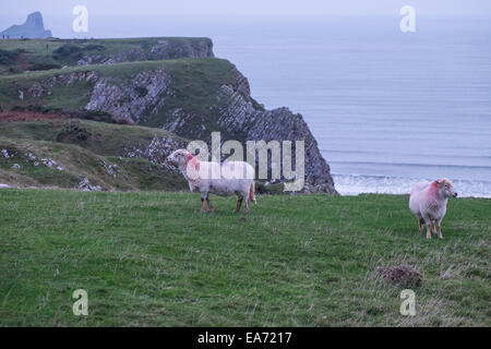 Schafe Rhosili, Rhossili, Rhossilli, Bucht, Llangennith, llangenneth, Strand, Würmer, der Wurm Gower, Halbinsel, Swansea, Swansea County, Großbritannien, Großbritannien, Europa, Europäischen, Stockfoto