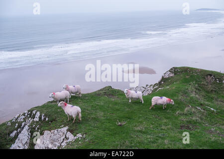 Schafe Rhosili, Rhossili, Rhossilli, Bucht, Llangennith, llangenneth, Strand, Würmer, der Wurm Gower, Halbinsel, Swansea, Swansea County, Großbritannien, Großbritannien, Europa, Europäischen, Stockfoto