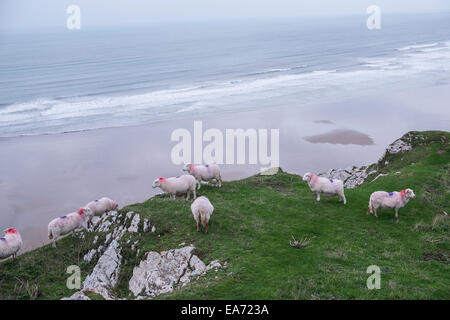 Schafe Rhosili, Rhossili, Rhossilli, Bucht, Llangennith, llangenneth, Strand, Würmer, der Wurm Gower, Halbinsel, Swansea, Swansea County, Großbritannien, Großbritannien, Europa, Europäischen, Stockfoto