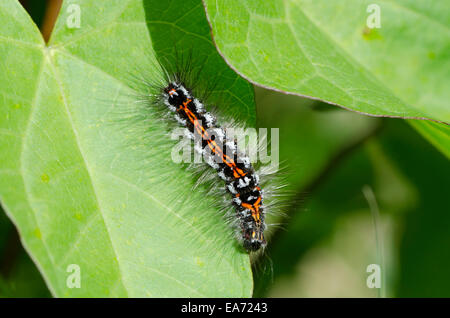 Gelb-Tail [Euproctis Similis] Caterpillar Juni Norfolk Broads, England, UK. Stockfoto