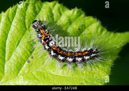 Gelb-Tail [Euproctis Similis] Caterpillar Juni Norfolk Broads, England, UK. Stockfoto