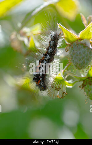 Gelb-Tail [Euproctis Similis] Caterpillar Juni Norfolk Broads, England, UK. Stockfoto