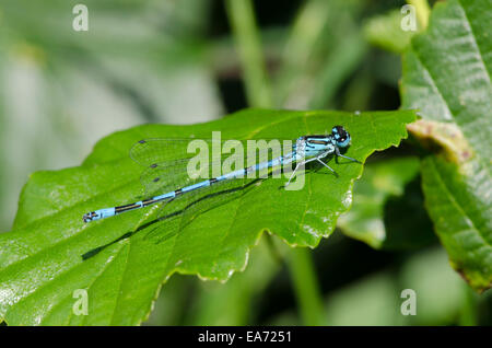 Azure Damselfly [Coenagrion Puella] männliche Juni Norfolk Broads. Stockfoto
