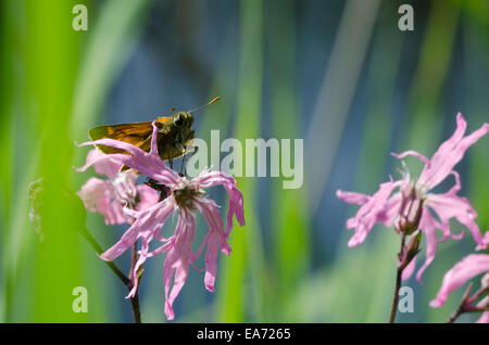 Großen Skipper [Ochlodes Sylvanus oder Ochlodes Venata] ruht auf Ragged Robin [Lychnis Flos-Cuculi]. Norfolk. Juni Stockfoto