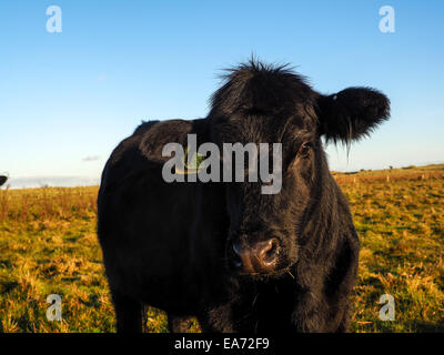 Highland Angus Kuh Weiden grünen Rasen auf einem Bauernhof Grünland Stockfoto