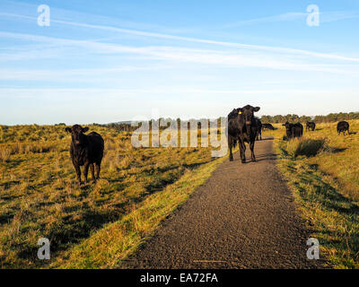 Highland Angus Kuh Weiden grünen Rasen auf einem Bauernhof Grünland Stockfoto