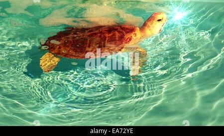 Unechte Karettschildkröte entlang schwimmen Stockfoto