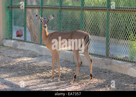 Reh im Zoo Kuwait, Kuwait Stockfoto