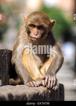Sitzt der Affe auf Swayambhunath Stupa in Kathmandu, Nepal Stockfoto
