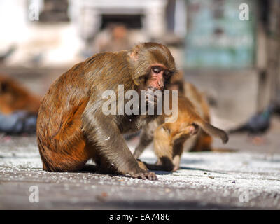 Sitzt der Affe auf Swayambhunath Stupa in Kathmandu, Nepal Stockfoto
