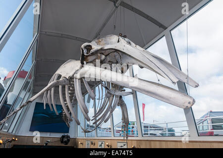 Skelett von einem Zwergwal (Balaenoptera Acutorostrata) hängt im Elding Whale Watching Zentrum Reykjaviks Tourist waterfro Stockfoto