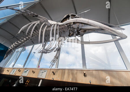 Skelett von einem Zwergwal (Balaenoptera Acutorostrata) hängt im Elding Whale Watching Zentrum Reykjaviks Tourist waterfro Stockfoto