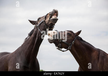 Zwei braune Pferde stehen in einem Feld neben einander Stockfoto