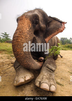 Elefanten am Ufer des Flusses im Chitwan Park in Nepal Stockfoto